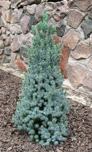 Ель канадская<br>"Sander's Blue"