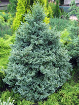 Булевар (Boulevard)