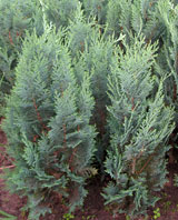 Колуминарис Глаука (Columnaris Glauca)