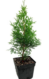 Пирамидалис Компакта (Piramidalis Compacta)