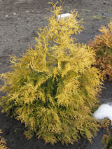 Рейнголд (Reingold)