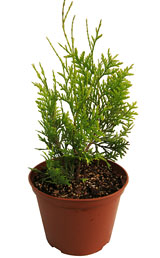 Сэллэнд (Salland)