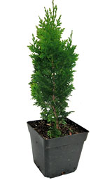 Спиралис (Spiralis)