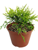 Санголд (Sungold)