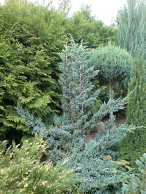 Декоративный питомник Евросад