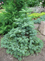 Пихта великая