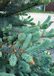 Молодые побеги ели колючей голубой